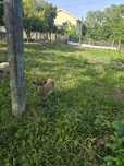 Cabras anãs 3 fêmeas 1 macho