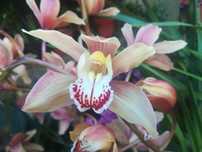 Orquideas sem flor, garantidas, LER DESCRIÇÂO