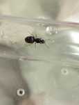 Mrówki Lasius Niger rójkowe królowe tegoroczne