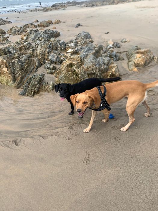 Ninhada de cães para doar