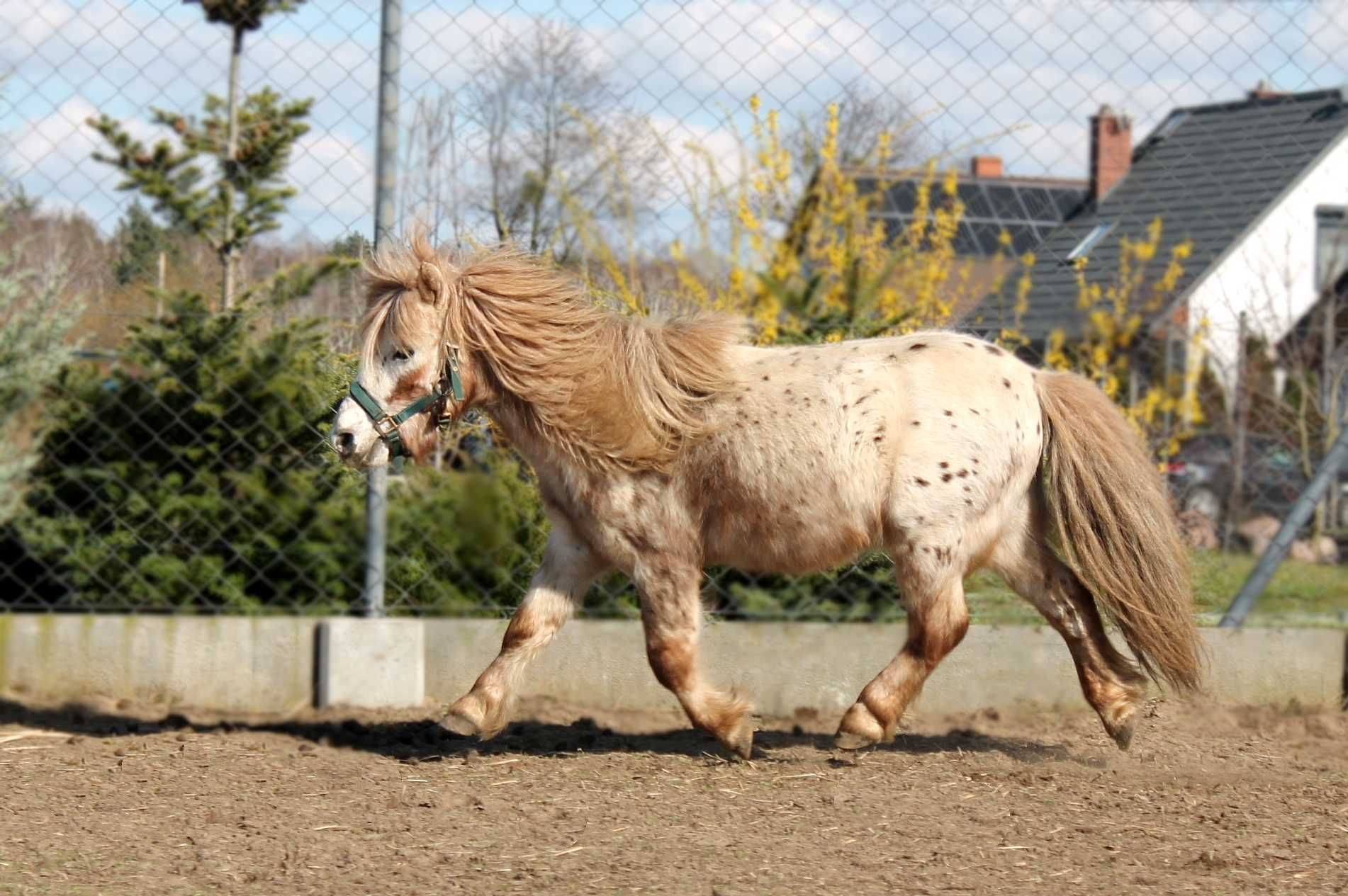 Stanówka kuc miniaturowy appaloosa 88 cm, licencja PZHK