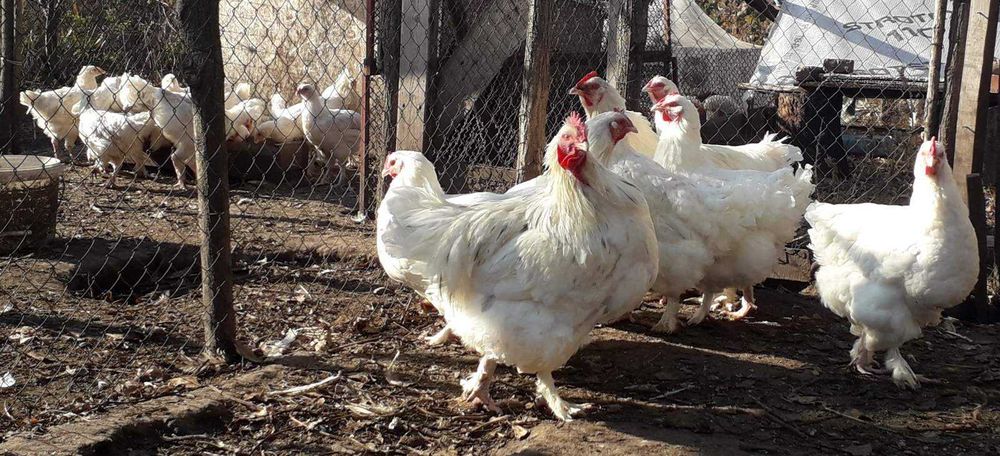 Білий малін, дорослі та курчата