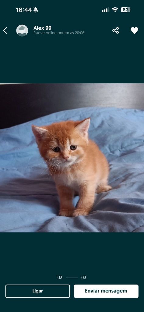 British Shorthair amarelo Macho