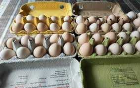 Kury Nioski kurki Rosa Leghorn Sonia Lohman Tetra.Kury z jajkami.DOWÓZ