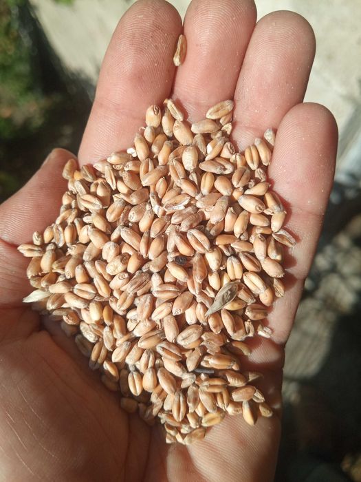 Pszenica ozima SU Banatus