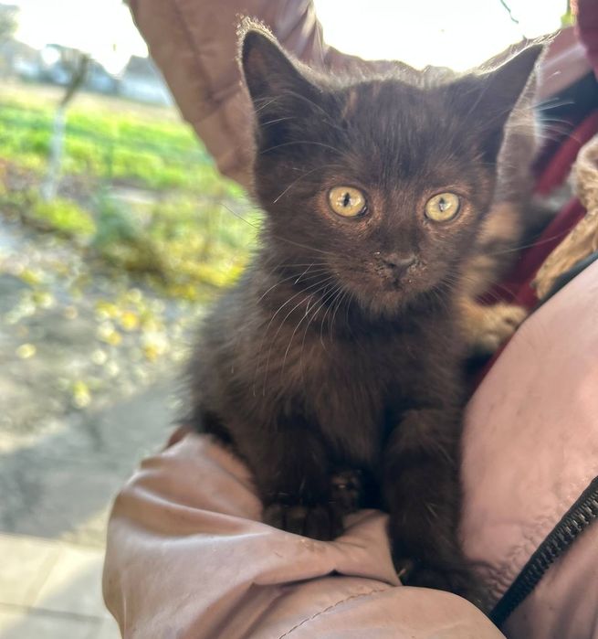 Кошенята у люблячі руки