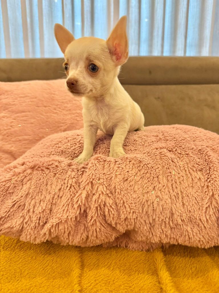 Chihuahua menino