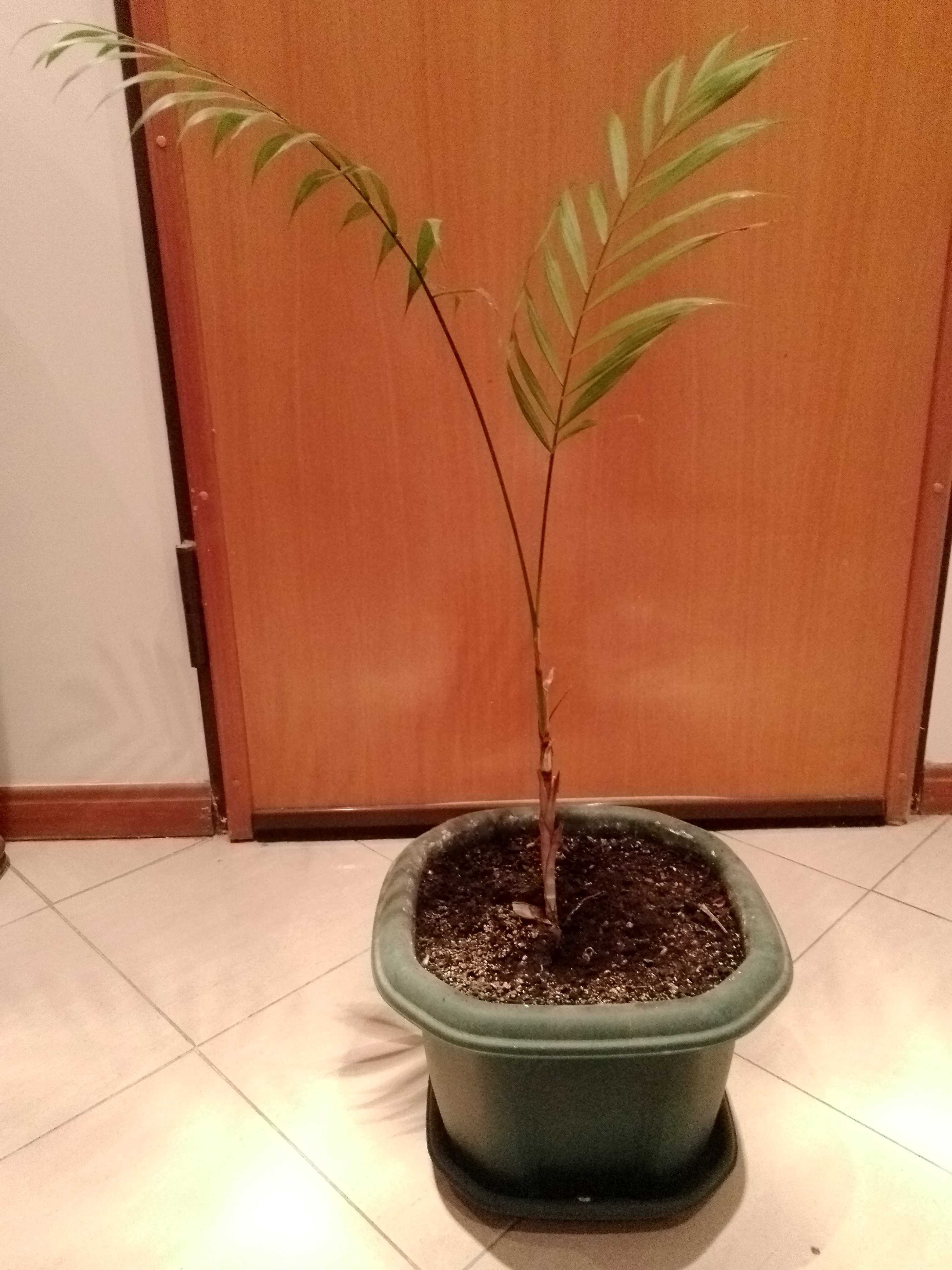 Várias plantas para venda promoção.