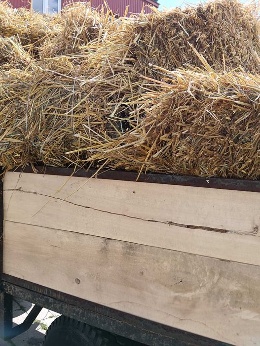 Słoma w kostkach z tegorocznych zbiorów