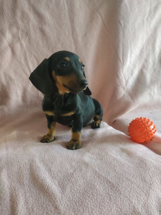 Jamnik samica czarna podpalana  krótkowłosa