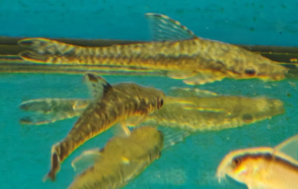 Otosek gigant hypoptopoma gulare rarytas Aquafizz Creative