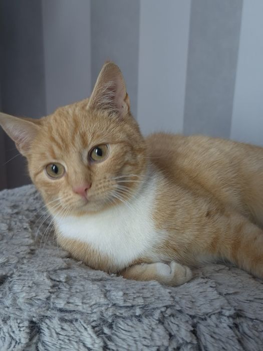 Kotka Celinka  szuka domu