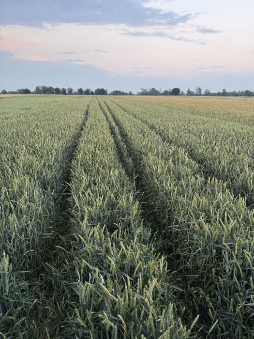 Pszenica ozima Banatus oraz Dubai rok po centrali