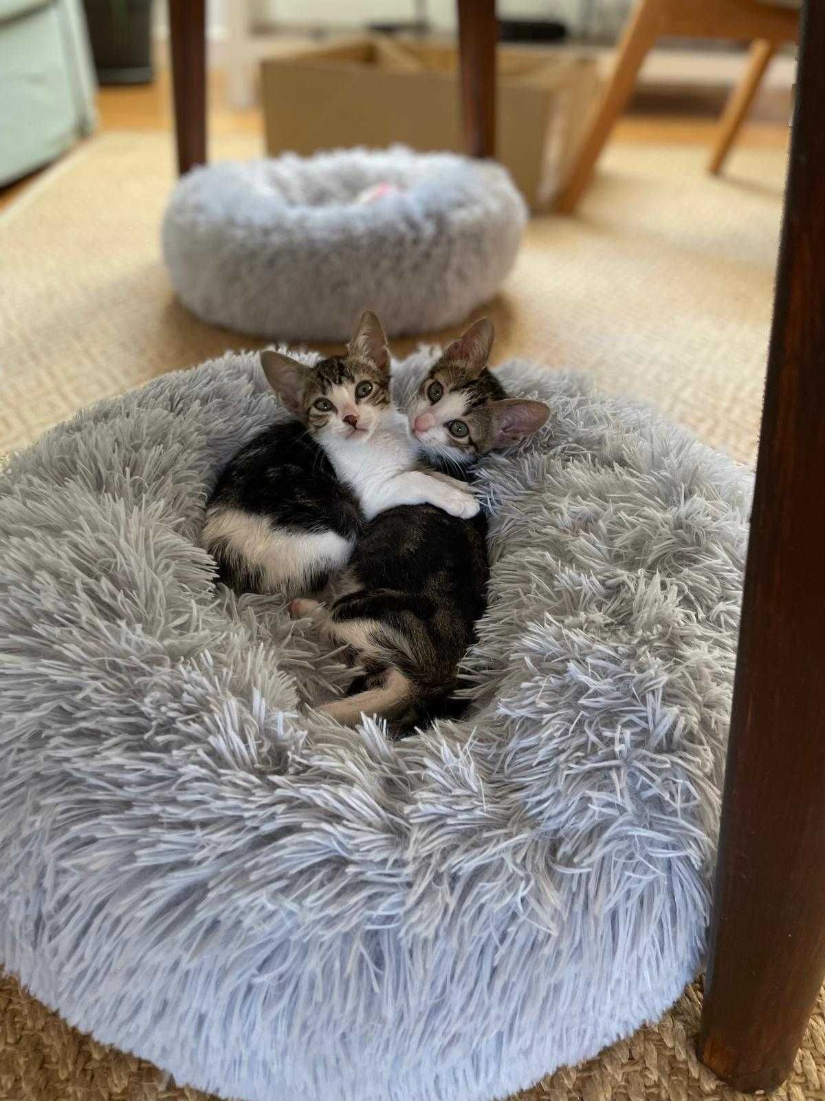 Gatinhas bebés para adoção consciente