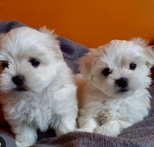 Maltańczyk szczeniak