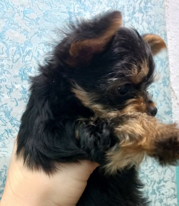 йорчик міні міні