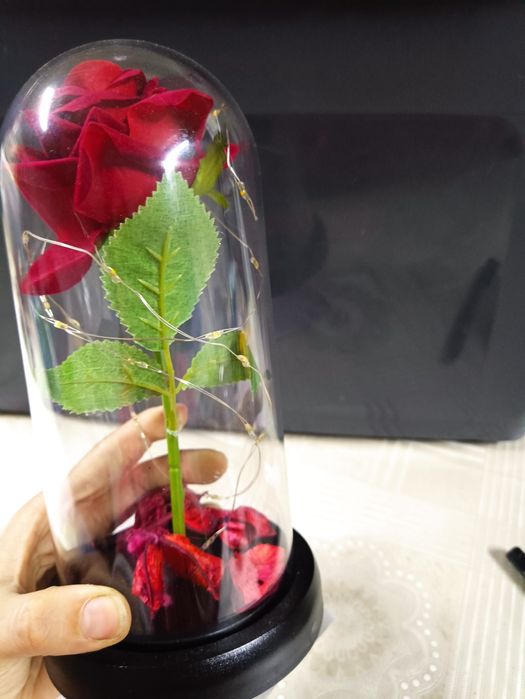 A bela e o monstro Rosa vermelha dia dos namorados