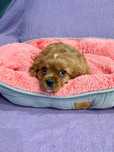 Cavalier King Charles Spaniel - piękna suczka ruby - FCI, ZKwP