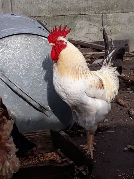 Kogut do dalszego chowu