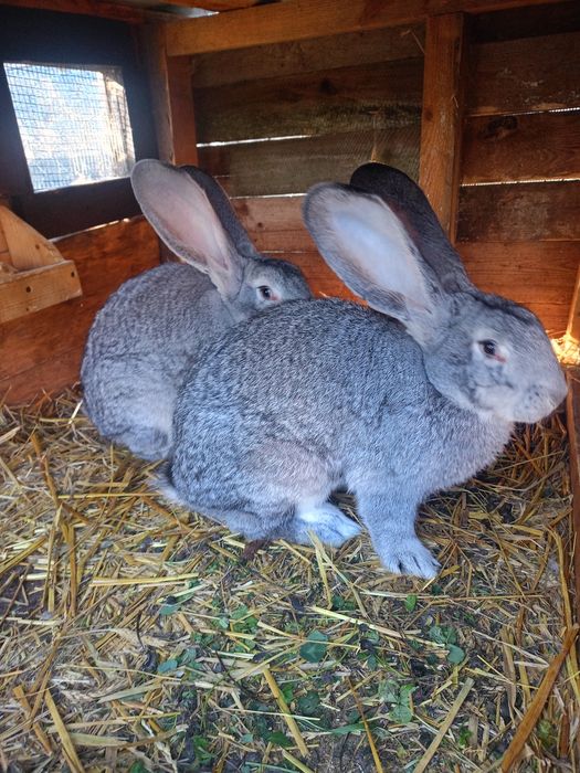 Króliki Belgijskie i Barany Francuskie