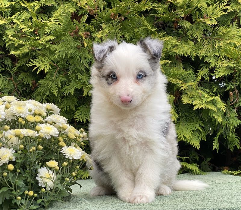 Border Collie suczka ARIA