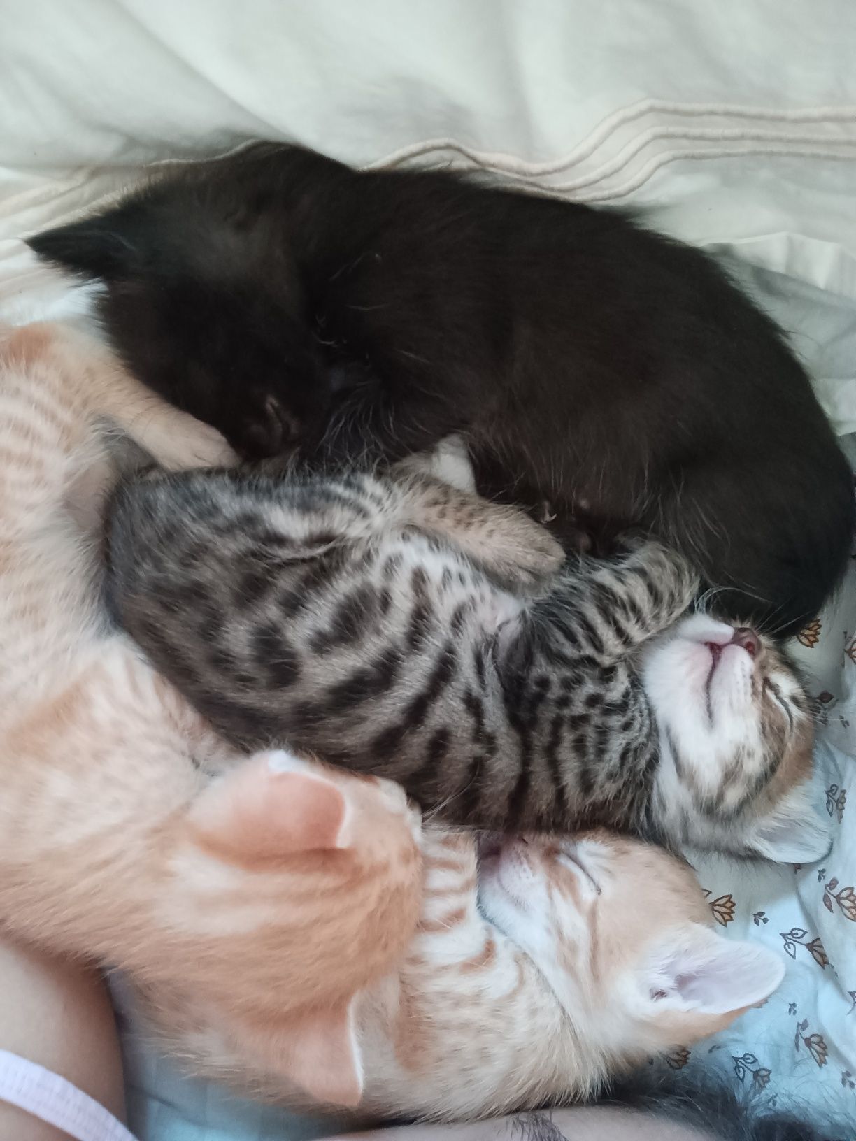 gata fêmea para adopção
