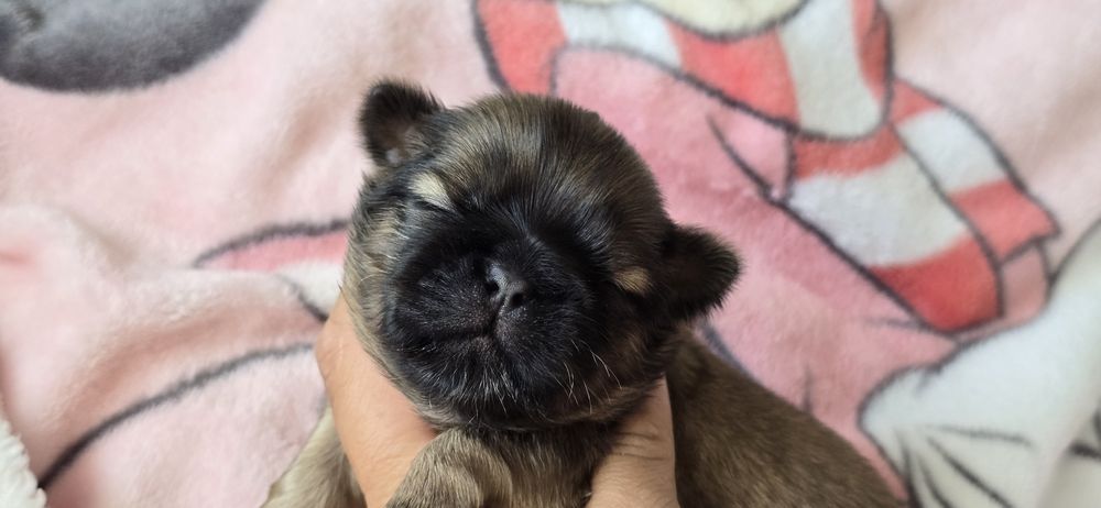 Shih tzu szczeniaczek