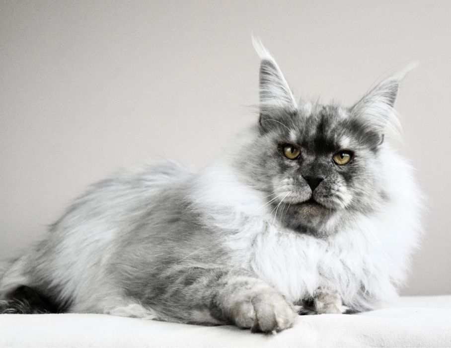 Hodowla kotów Maine Coon, Felis Polonia/FPL