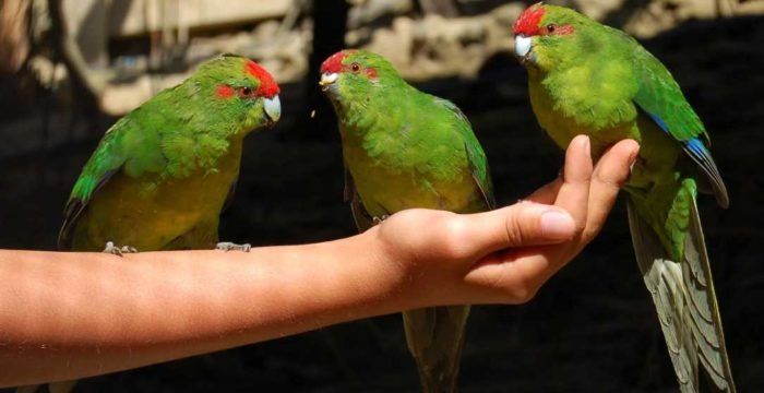 Какарики. Новозеландский яркий попугай. Разного цвета и возраста.
