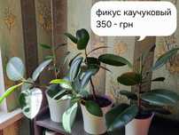 Продам фикусы каучуковые .