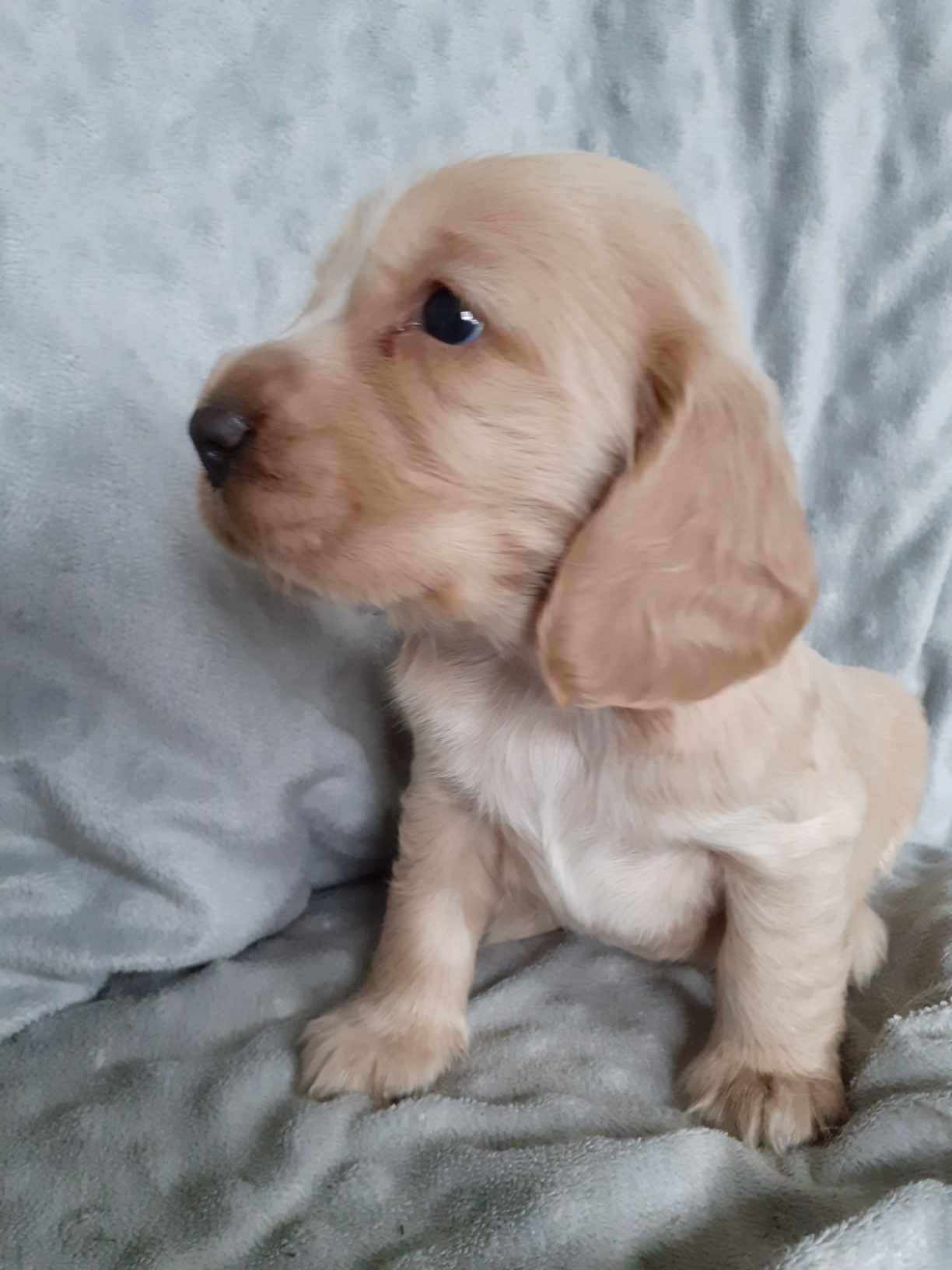 Cocker Spaniel Angielski suczka