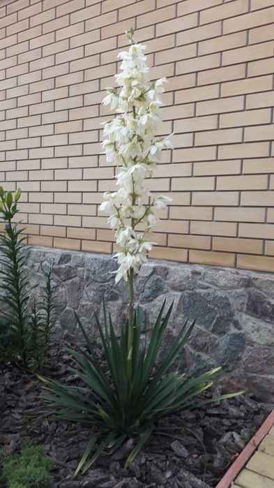 Лилия крупная кремовая, ромашка высокая, гвоздика, хризантемы, цветы