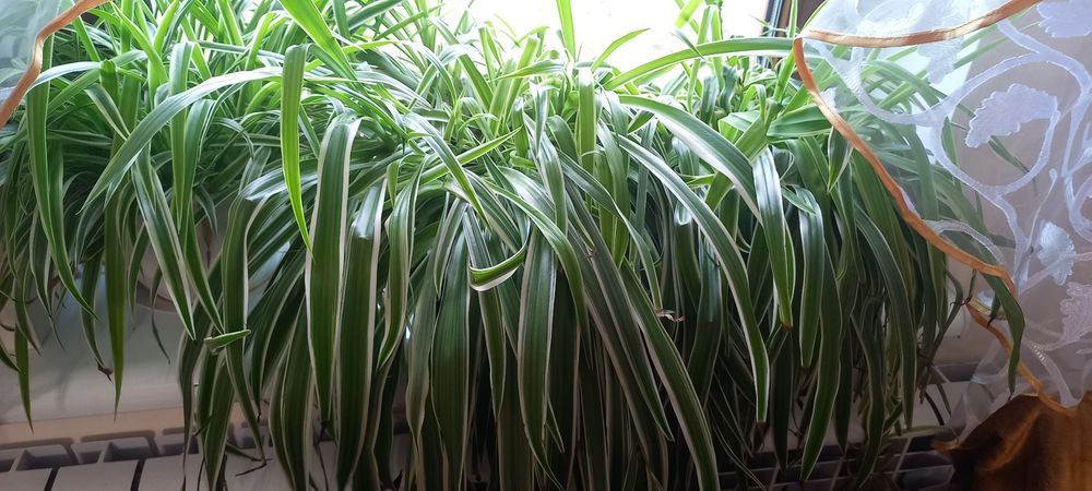 Хлорофітум        .