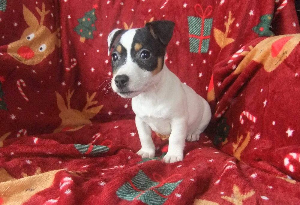 Jack Russel Terrier Fêmea