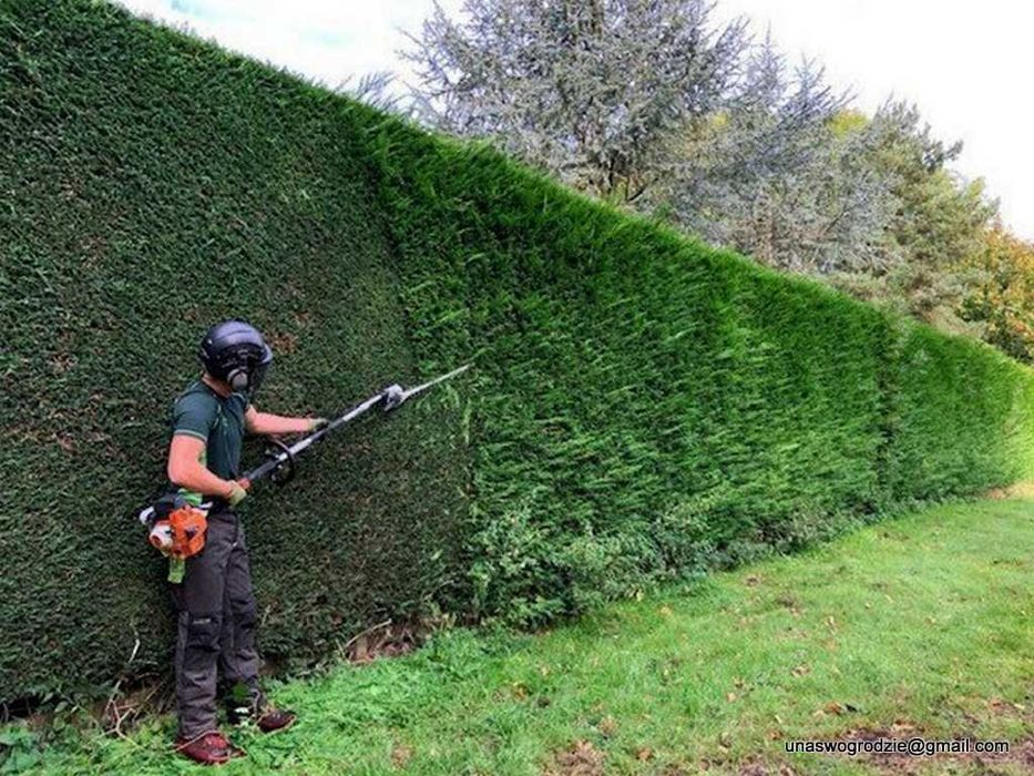przycinanie tui i żywopłotu, WYCINANIE DRZEW, sprzątanie ogrodów