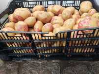 Batata nova branca Picasso