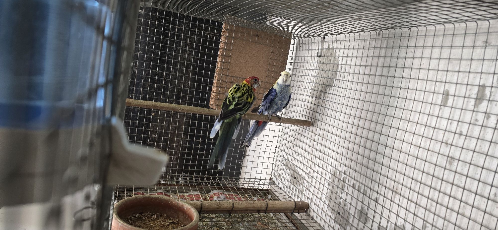 Roselas e ringneck