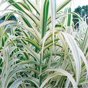 Арундо пестролистный Arundo Ely