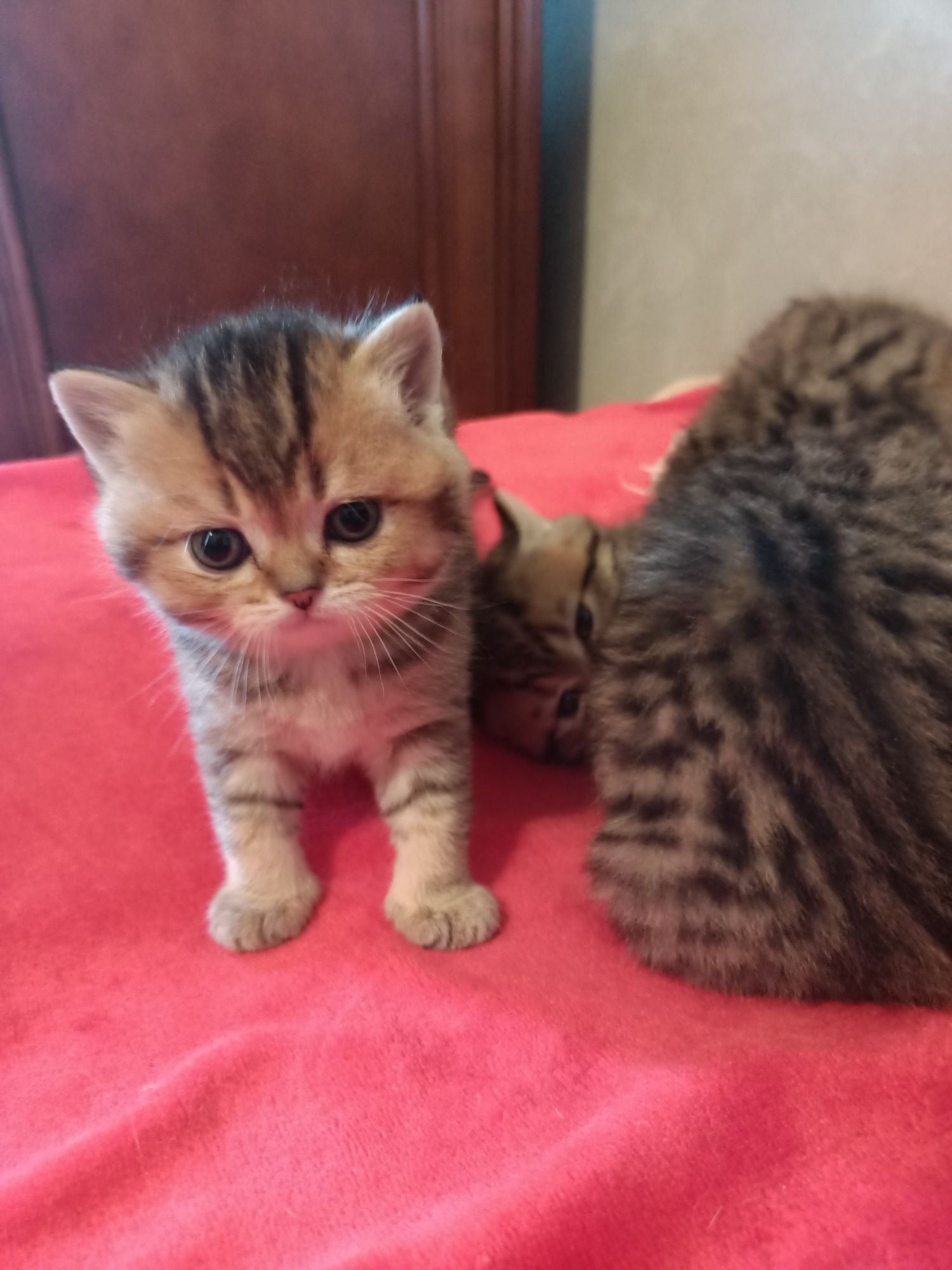 Кошенята шотландці