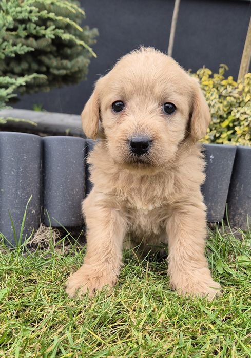 Mini Labradoodle Samczyk