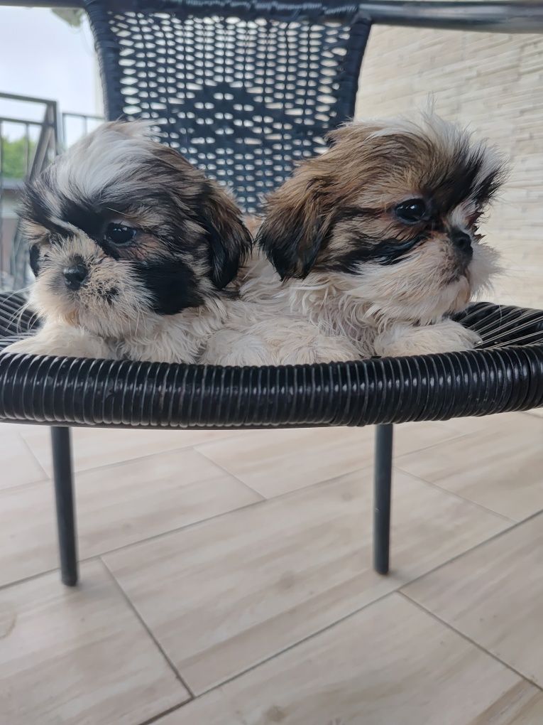 Shih Tzu suczki gotowe do odbioru