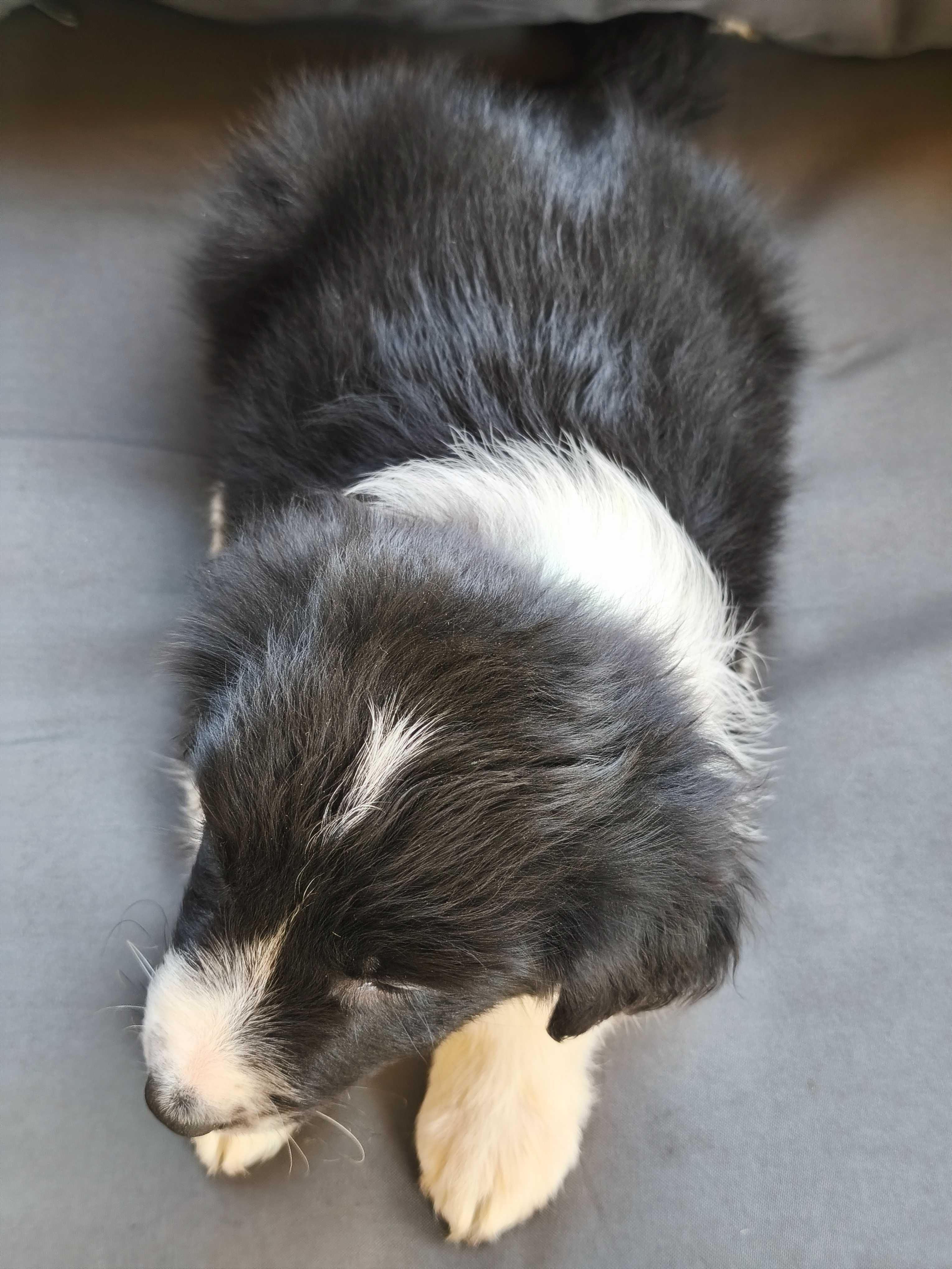 Border Collie - piękna suczka - Cendy