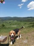 Reproduktor Beagle