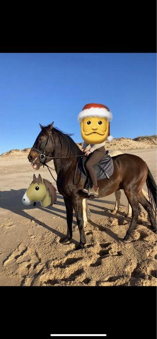 Excelente cavalo puro lusitano