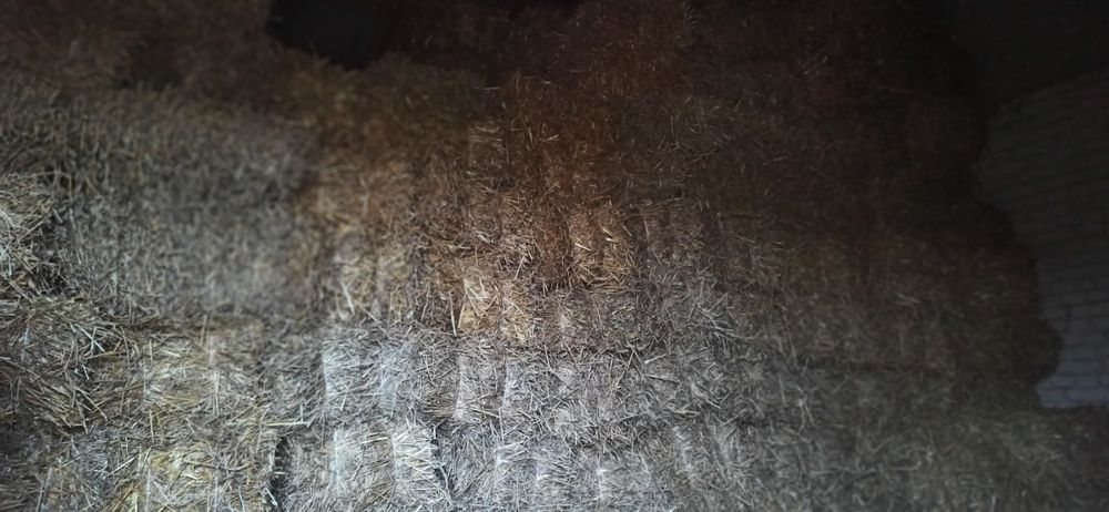 Słoma pszenna, żytnia oraz owsiana z 2025 r.