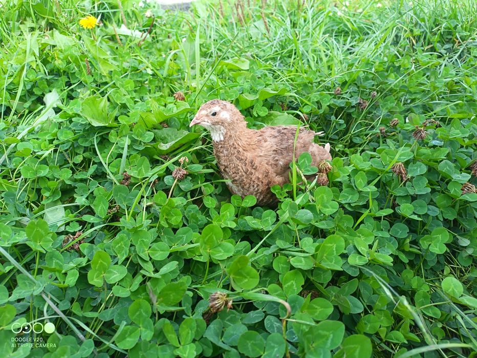 Перепілка Селадон