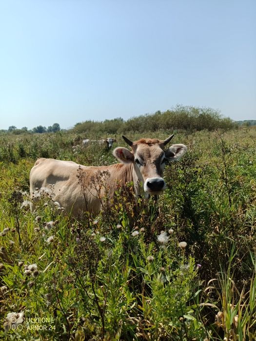 Продам нетелів.        .
