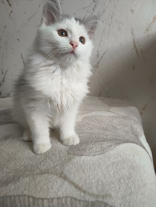 Kot , kociak , kocurek syberyjski