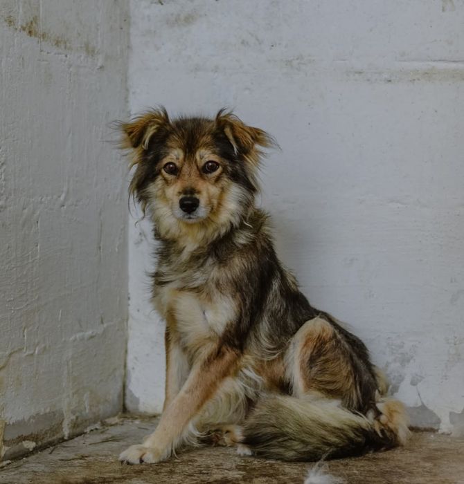 Malinka czeka na swój dom