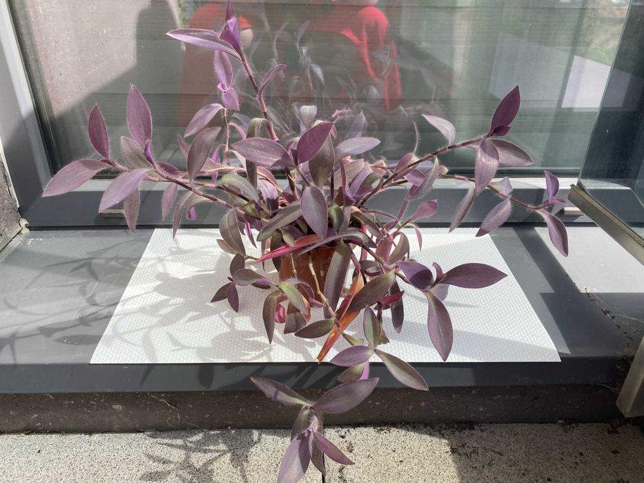 Tradescantia Pallida Purple queen, Wandering Dude, Purple Heart